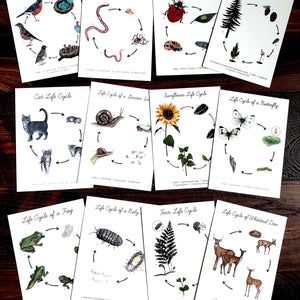 Backyard Nature Art Cards - Life Cycles-Stephanie Hathaway Designs-centristecnologia